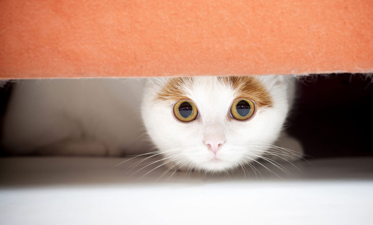 Disasters when you’re away – how do cats handle it?