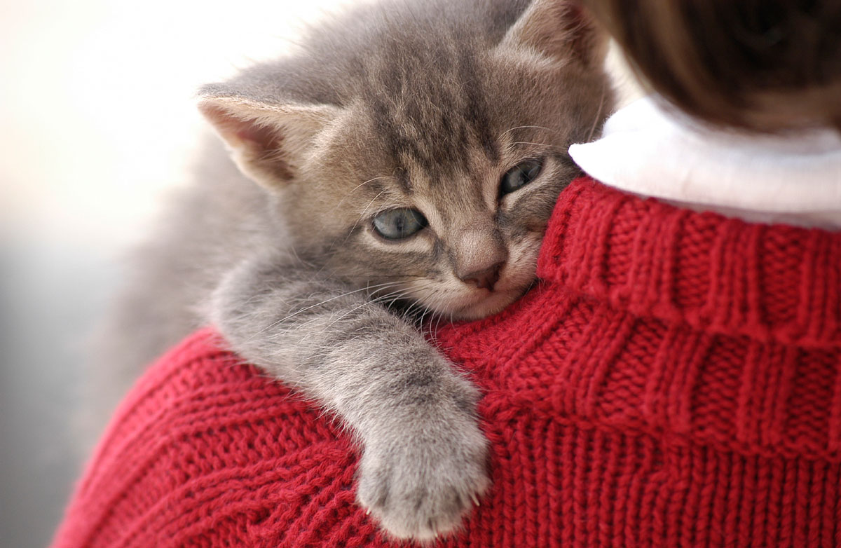 Do cats really care?